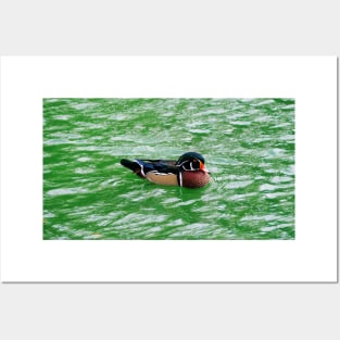 Wood Duck Swimming In a Pond Posters and Art